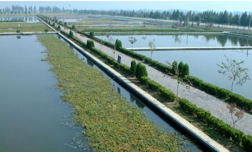 Aquaculture Promoting Gut Health -The Best Probiotics - Antibiotic-Free Growth and Health of Fish and Shrimp - Nutri Feed