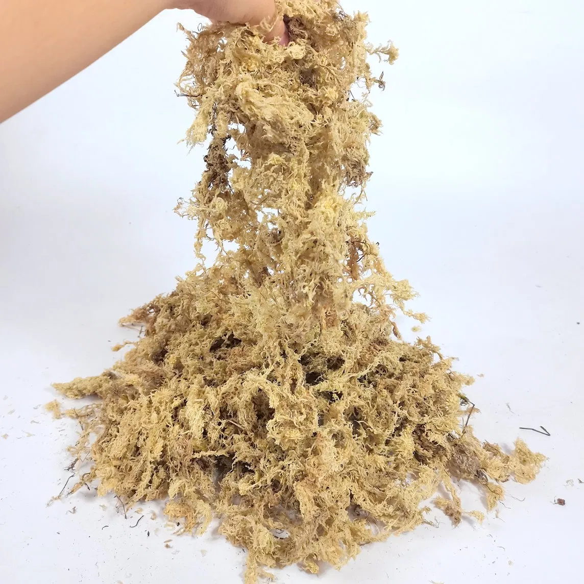Premium Grade 6A Sphagnum Moss for Professional Growers, Bulk Supply