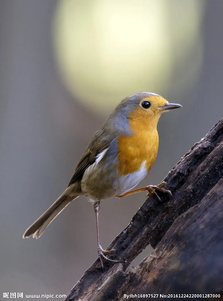 Application Reptiles