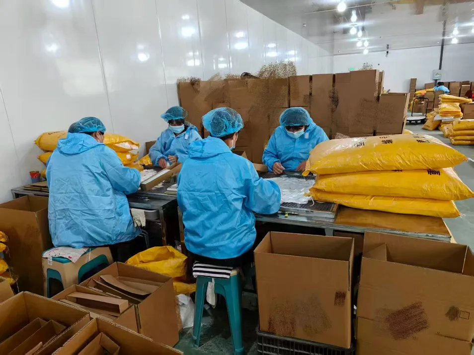 Luvas descartáveis de PE para preparação de alimentos, luvas plásticas, luvas biodegradáveis