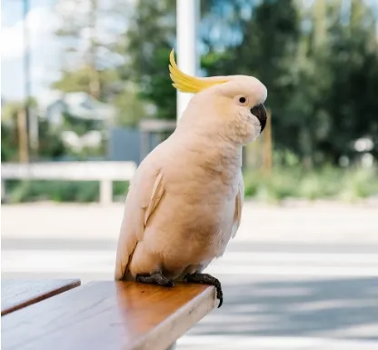Parrot Detection