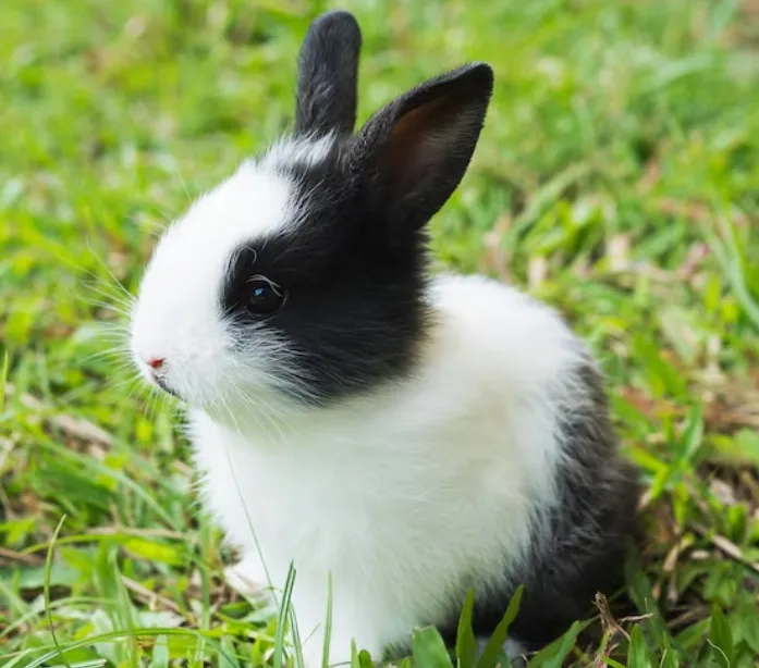 Rabbit Detection