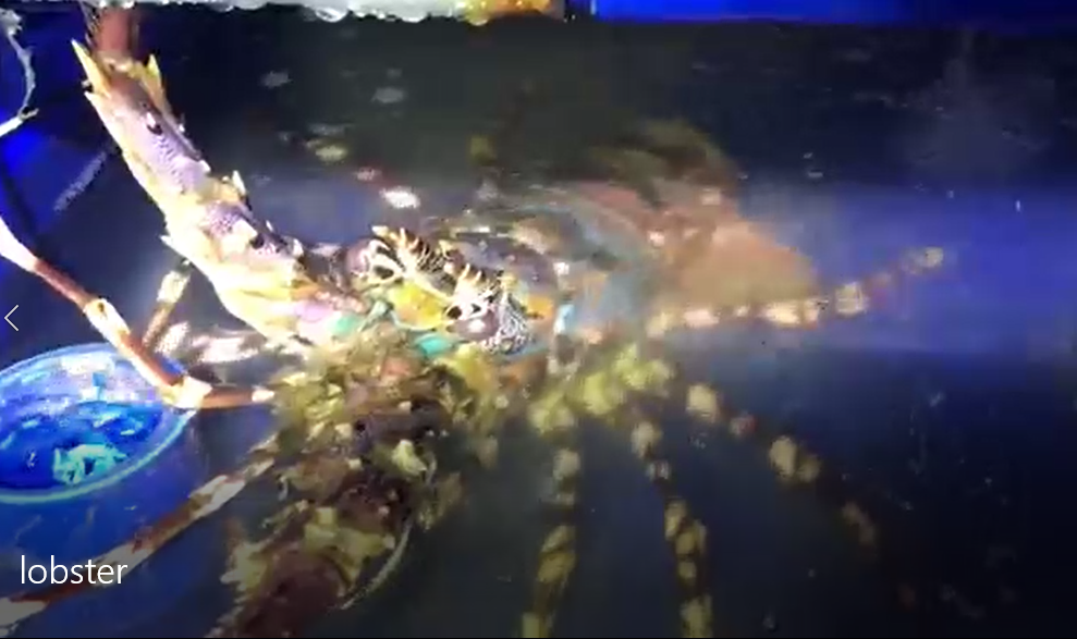 Aquaculture Experiment Lab