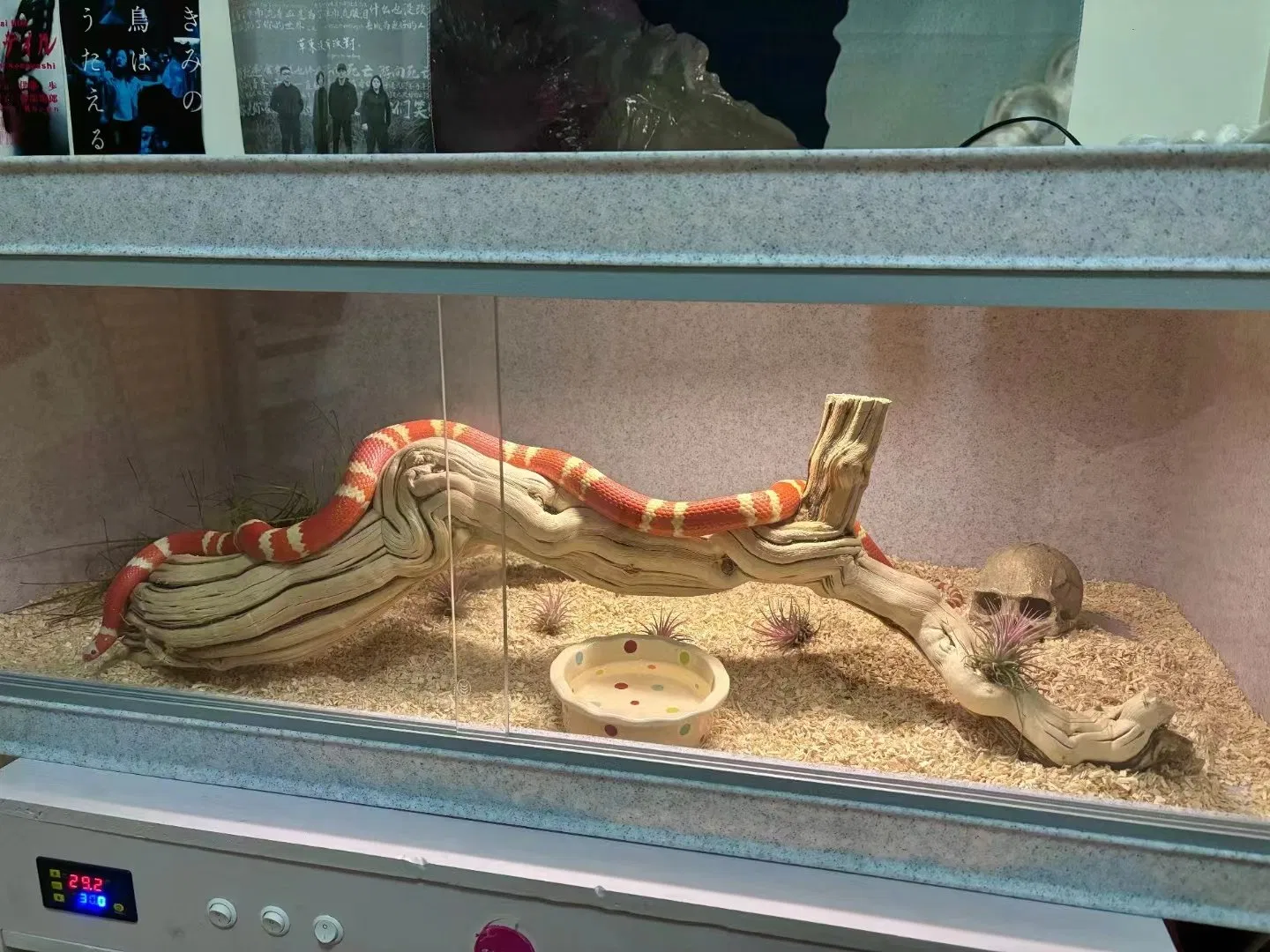 Reptile Enclosure PP Plastic Reptile Feeding Box Pet Cages Houses Snake Tanks Reptile Plastic Box