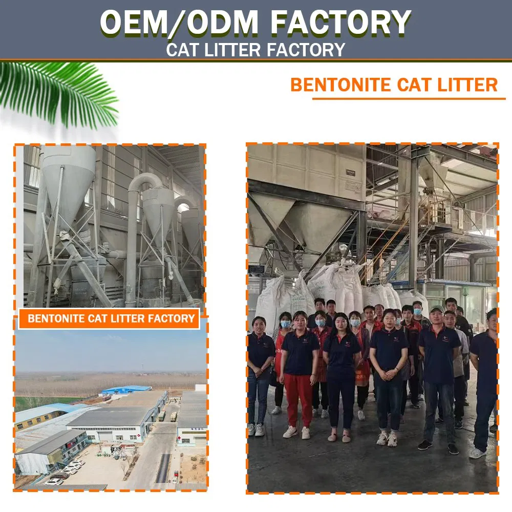 Pet Product Supply Low Tracking Clumping Kitty Litter Affordable Cat Litter Sands Dust-Free Odor Control Cat Litter Sand Affordable Bentonite Cat Litter