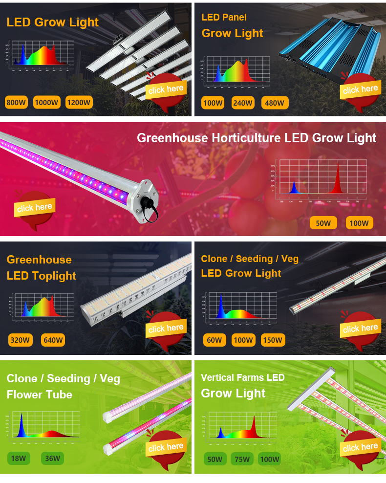 Product Options 2