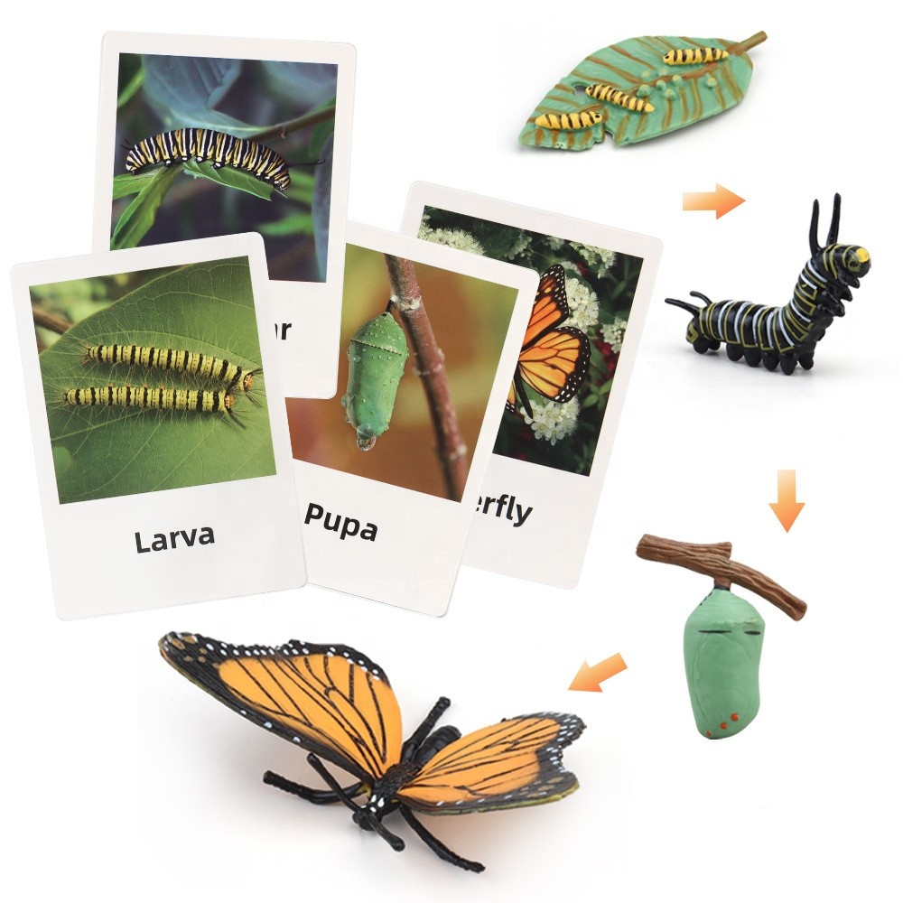 Life Cycle Toys Animal Figurines Teaching Aids Kids Montessori Toys Preschool Early Learning Educational Toys for Baby Toddlers