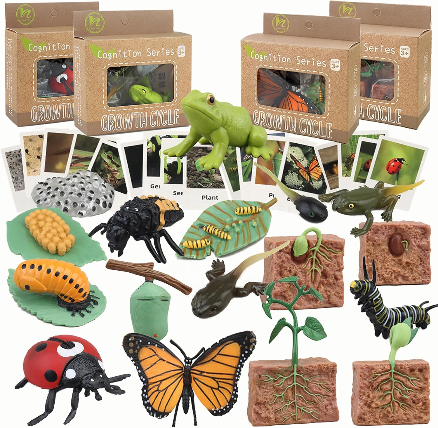 Life Cycle Toys Animal Figurines Teaching Aids Kids Montessori Toys Preschool Early Learning Educational Toys for Baby Toddlers