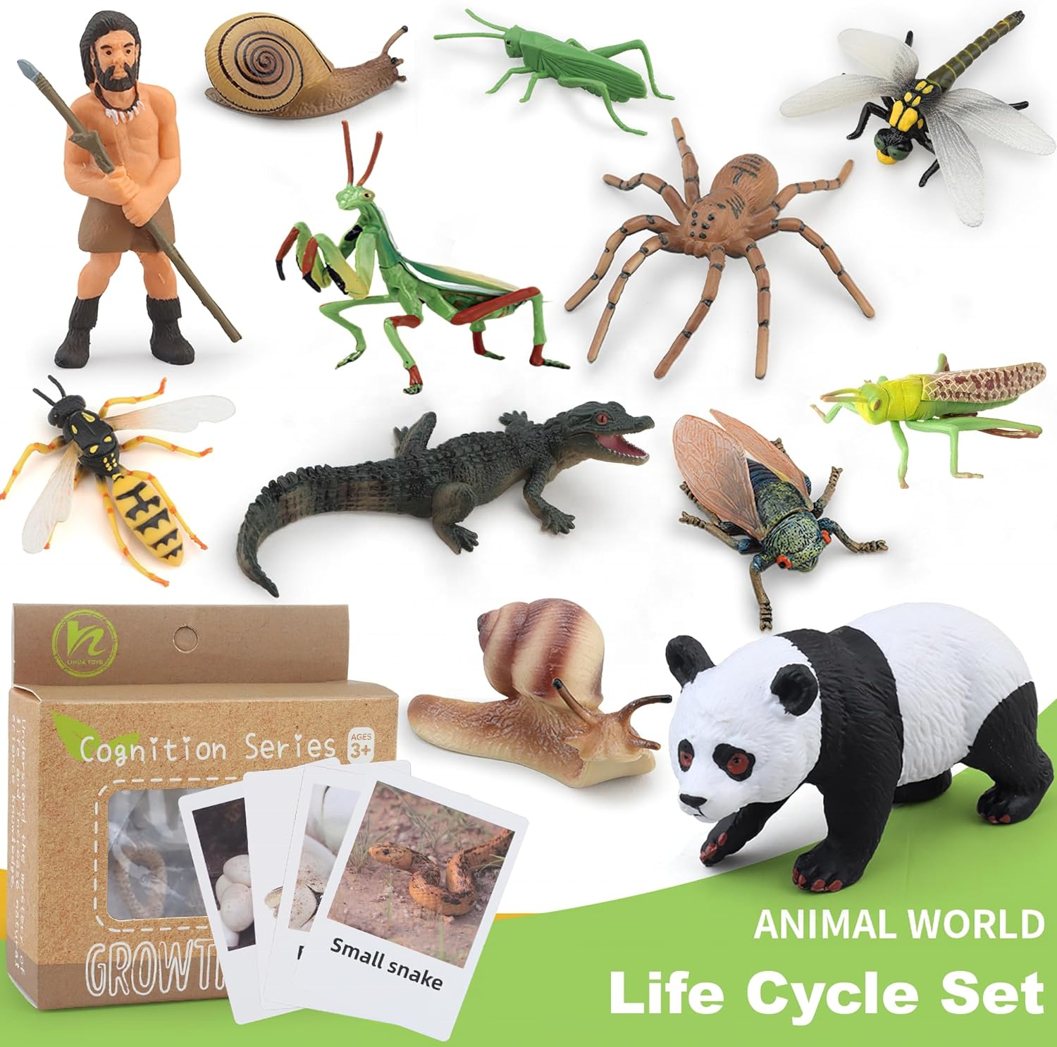 Life Cycle Toys Animal Figurines Teaching Aids Kids Montessori Toys Preschool Early Learning Educational Toys for Baby Toddlers