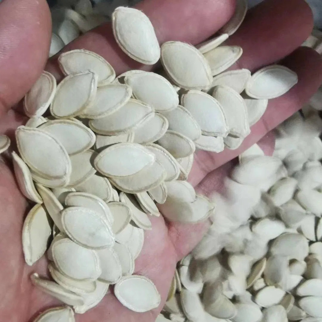 Novas sementes de abóbora para um bom sabor snacks