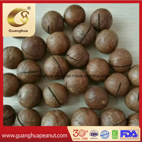Vendas Quentes de Nozes de Macadâmia Torradas com Sabor