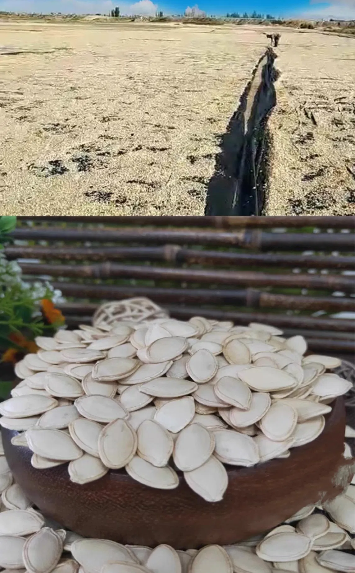 Qualidade das Sementes de Abóbora