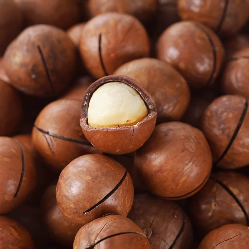 Melhor Preço Lanches Saudáveis Alimentos Nozes com Casca Nozes de Macadâmia