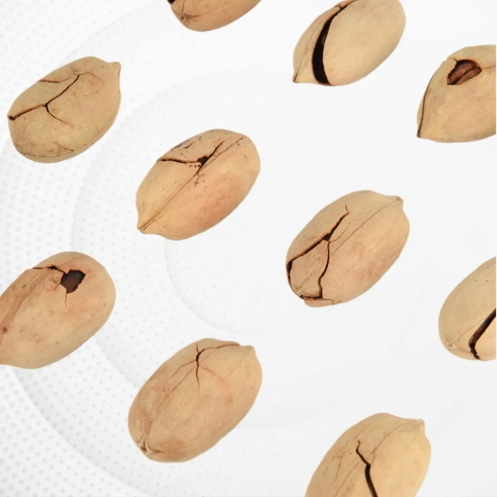 Melhores Qualidade Deliciosos Novos Grãos de Noz Pecan Noz na Casca