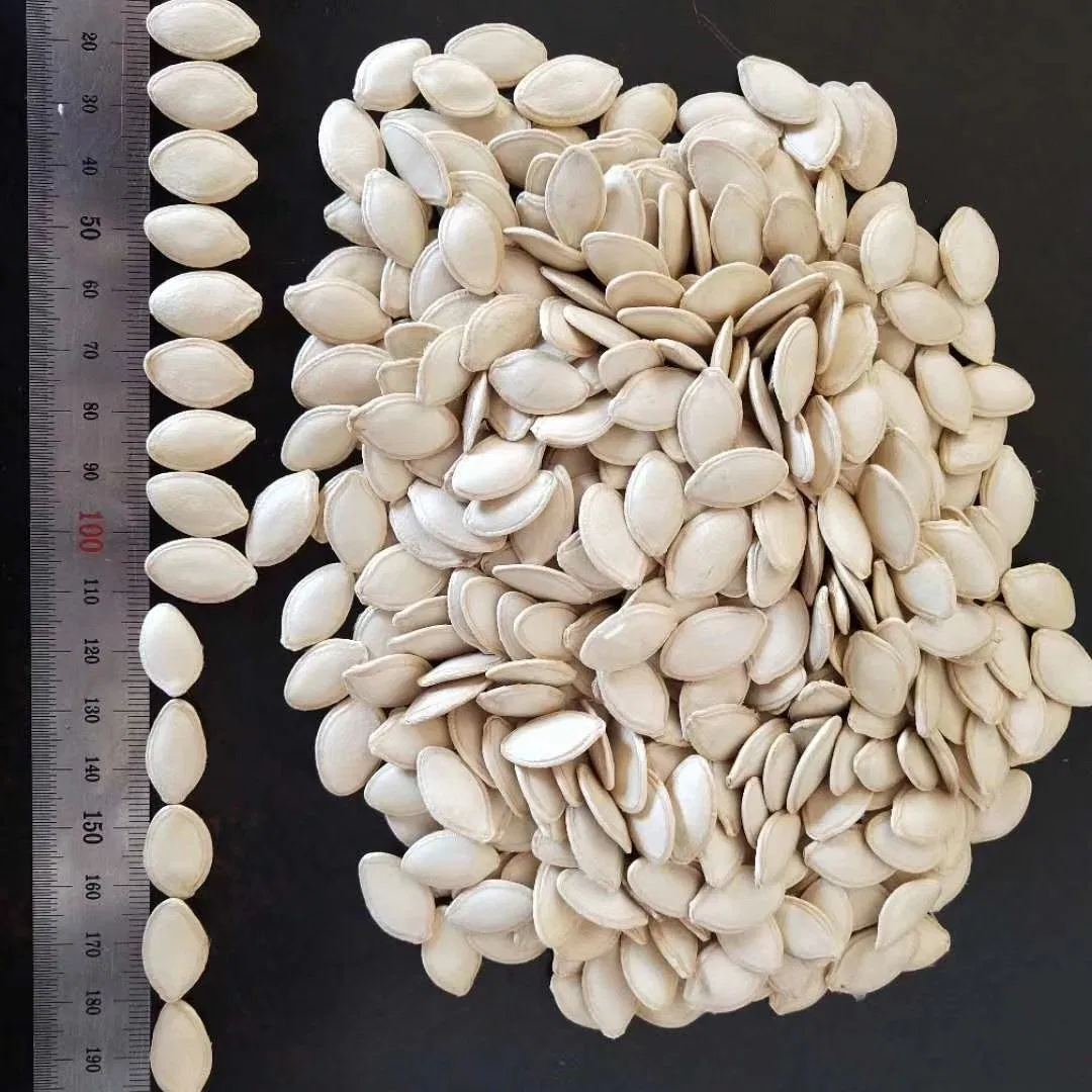Novas Sementes de Abóbora Snack Chinês