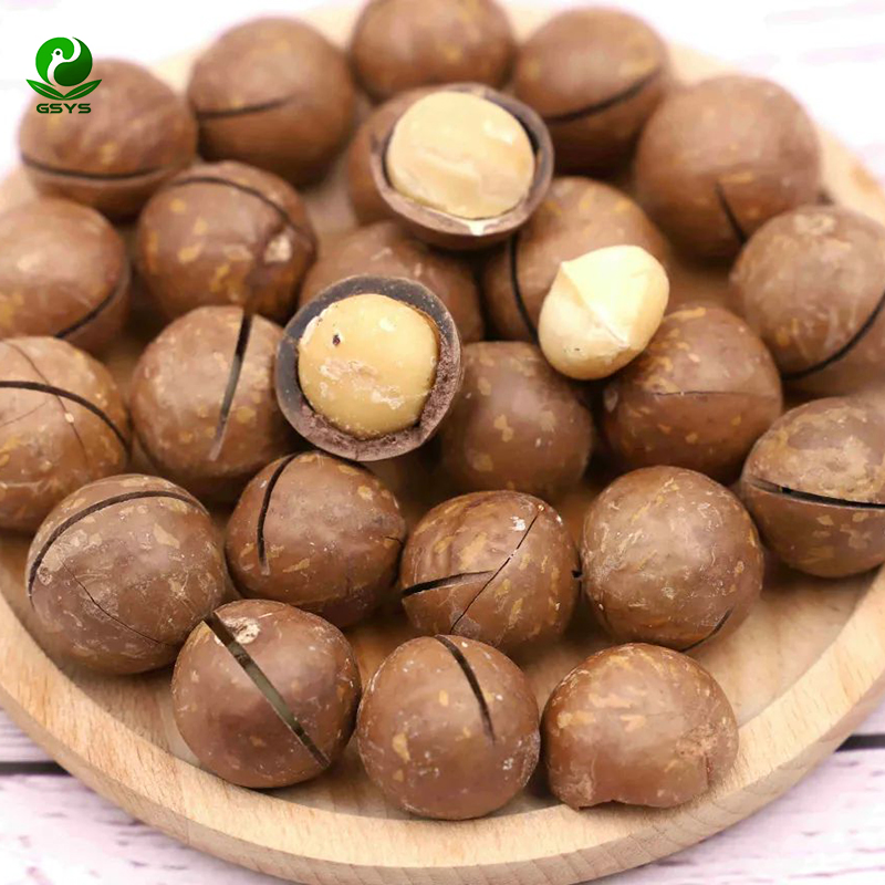 Nova Colheita de Noz de Macadâmia Crua de Yunnan com Casca