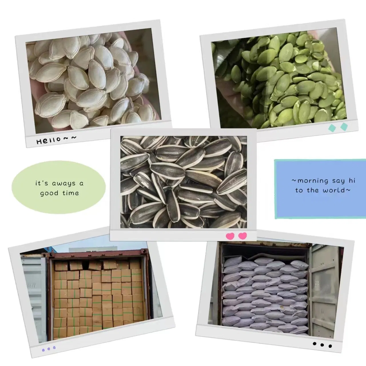 Snack de Nozes Secas Semente de Abóbora Chinesa da China
