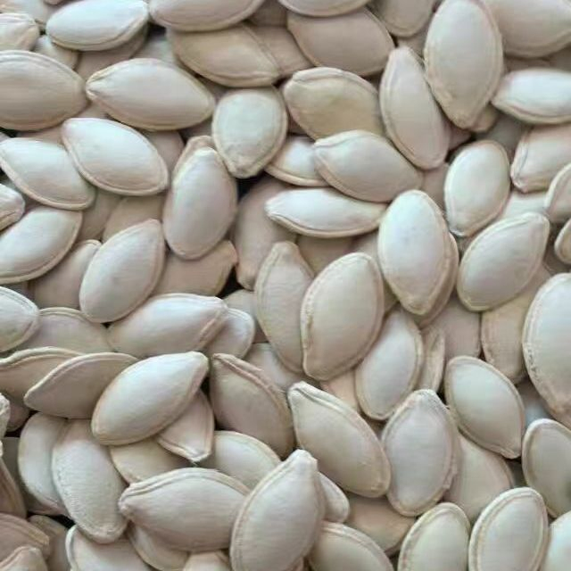 Novas Sementes de Abóbora Snack Chinês
