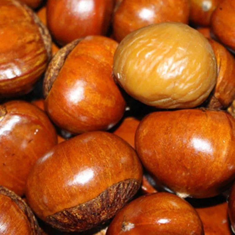 Castanhas selecionadas