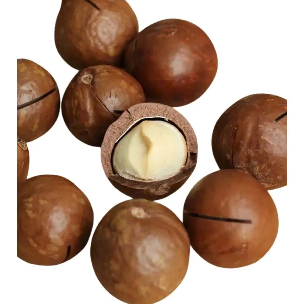 100% Tamanho das Nozes de Macadâmia 22mm - 25mm Crocante Delicioso Origem China