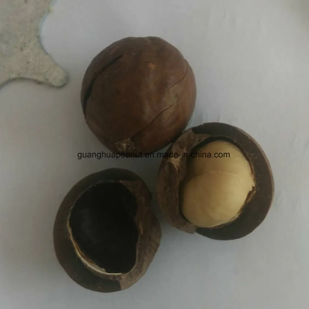 Macadâmia Qualidade