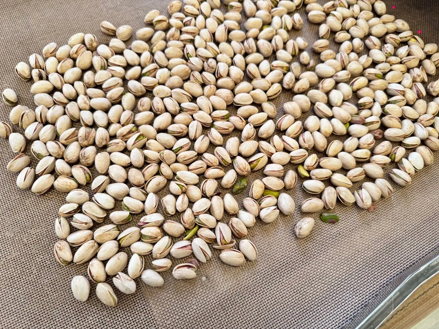 High Quality Grade Pistachios in Shell From China