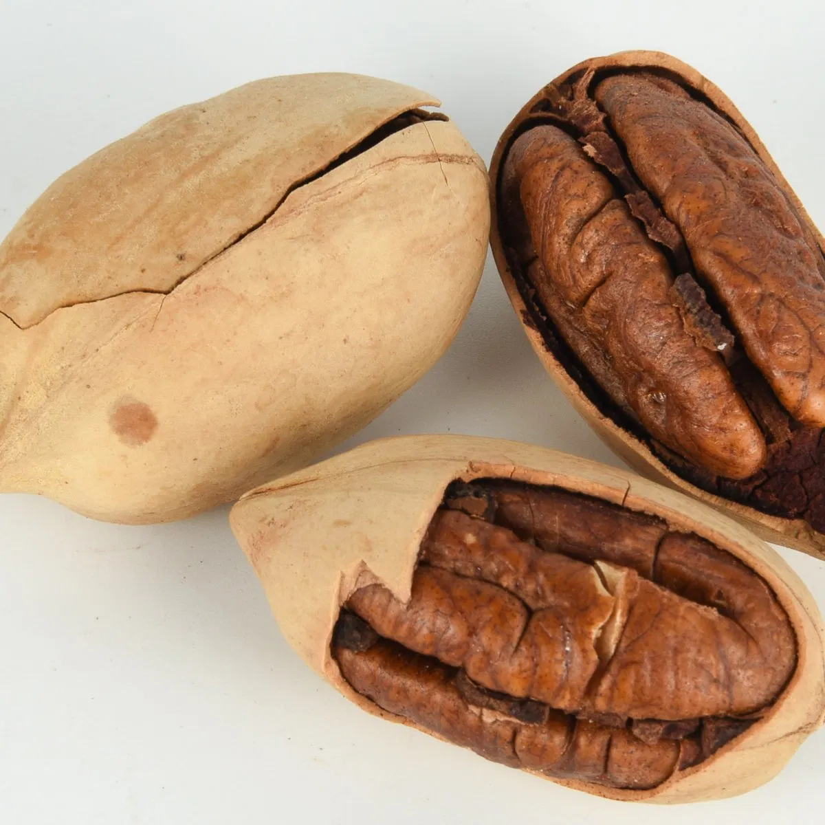 Melhores Qualidade Deliciosos Novos Grãos de Noz Pecan Noz na Casca