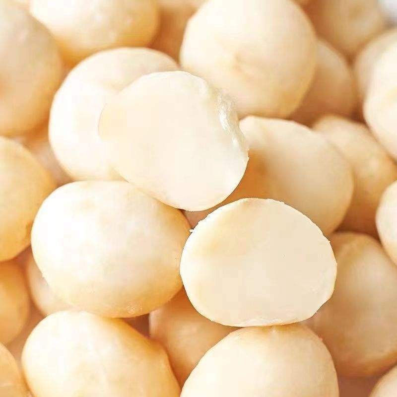 Preço de Atacado Melhor Venda Fornecimento de Fábrica Melhor Qualidade Nozes de Macadâmia Sem Casca
