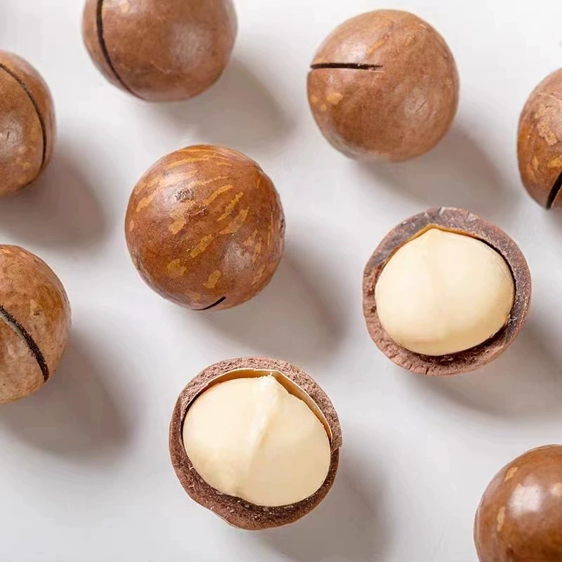 Nozes de Macadâmia em Cor Natural Alimento Seco Atacado Lanche Saudável Cru Processado