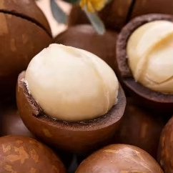 Preço da Fábrica de Nozes de Macadâmia na Província de Yunnan