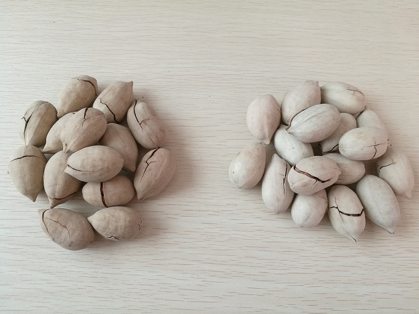 Nozes de Pecan em Casca Brancas e Não Brancas para Atacado e Exportação em Grande Quantidade