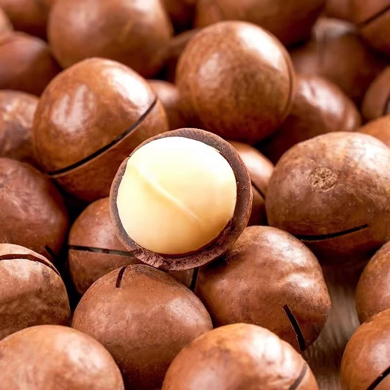 Nozes de macadâmia secas de alta qualidade, sabor doce e cremoso, lanche delicioso, fruta seca, fornecimento por atacado