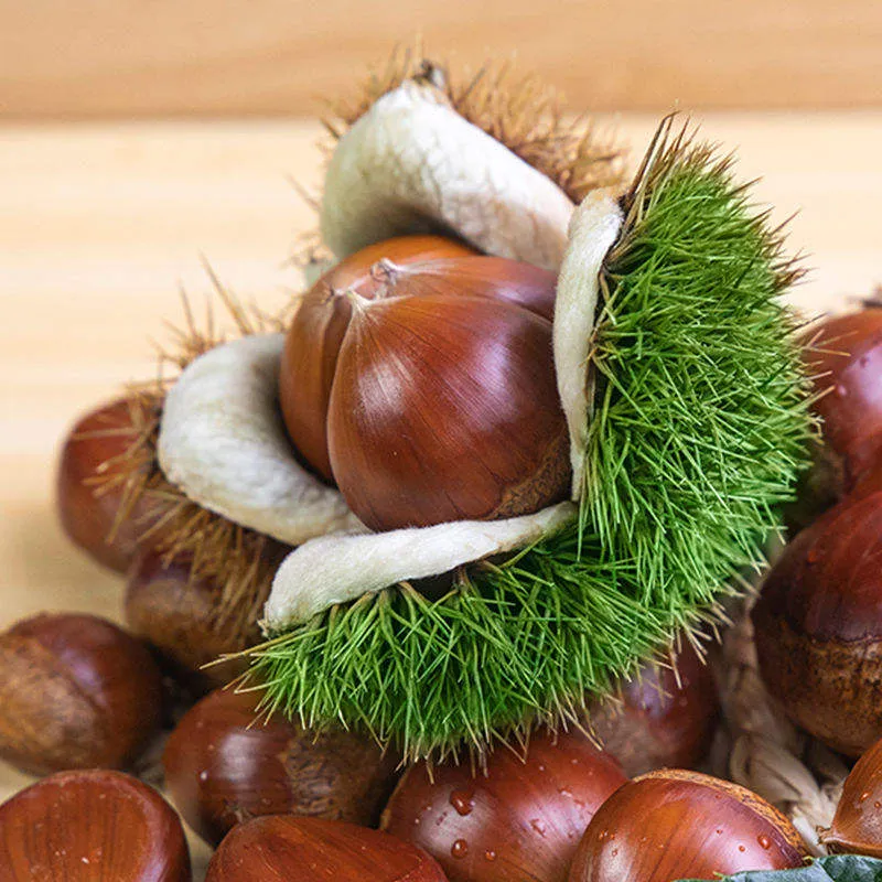 Castanha IQF 1