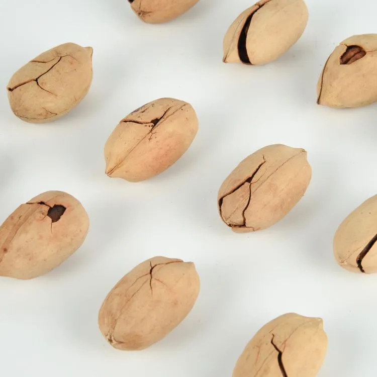 Melhores Sabores Saúde Fresco Atacado Snacks em Lote Pecan