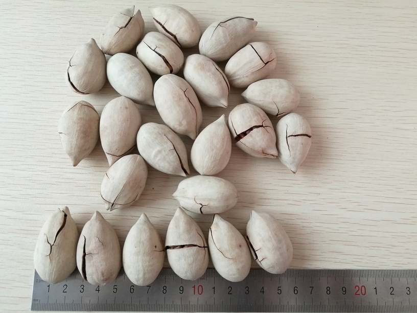 Nozes de Pecan em Casca Brancas e Não Brancas para Atacado e Exportação em Grande Quantidade