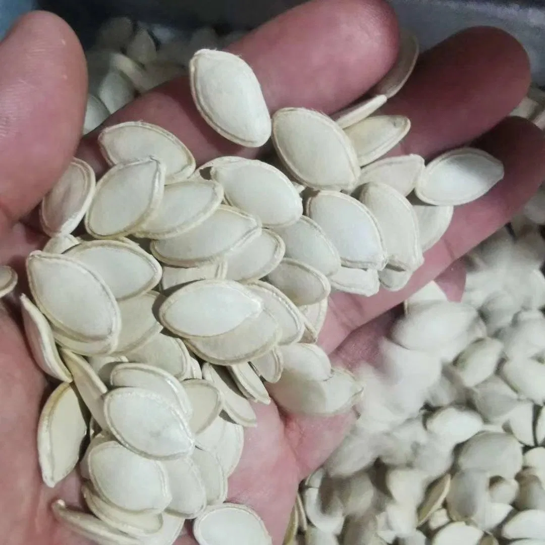Novas Sementes de Abóbora Snack Chinês