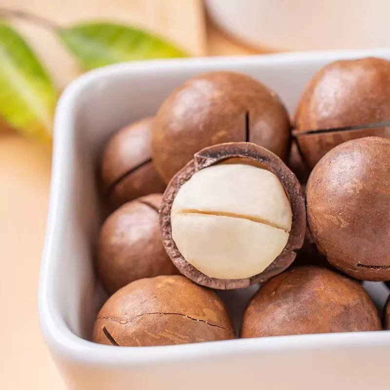 Nozes de Macadâmia de Alta Qualidade com Casca em Bulk Nozes Crudas de Macadâmia Atacado