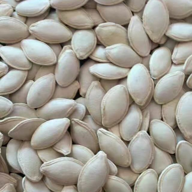 Novas sementes de abóbora para um bom sabor snacks