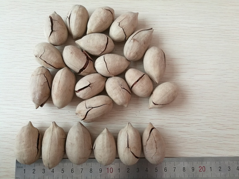 Nozes de Pecan em Casca Brancas e Não Brancas para Atacado e Exportação em Grande Quantidade