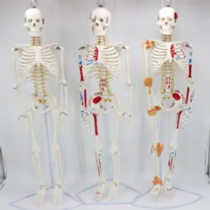 Human Skeleton