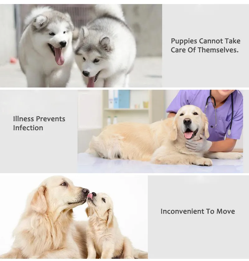 Cambiador de pañales para mascotas desechable azul y blanco de protección ambiental para mascotas