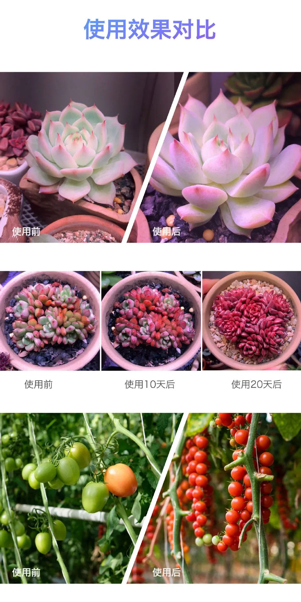 Luz de Plantas 8