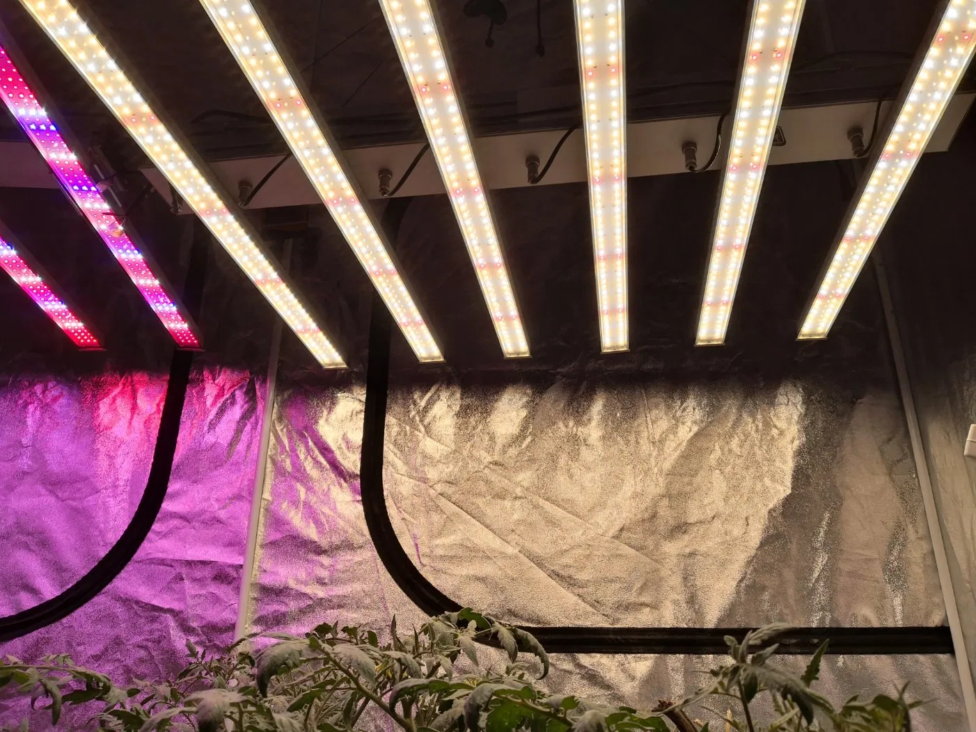 Novo Design de Luz de Cultivo LED de Espectro Completo 400W/600W/800W/1000W para Agricultura Vertical