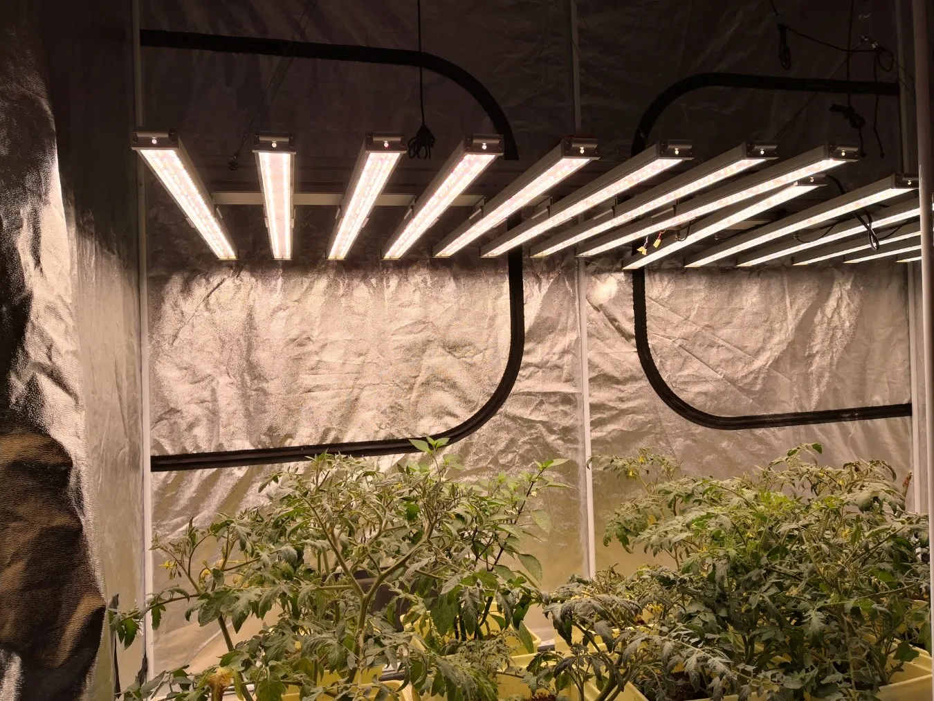 Novo Design de Luz de Cultivo LED de Espectro Completo 400W/600W/800W/1000W para Agricultura Vertical