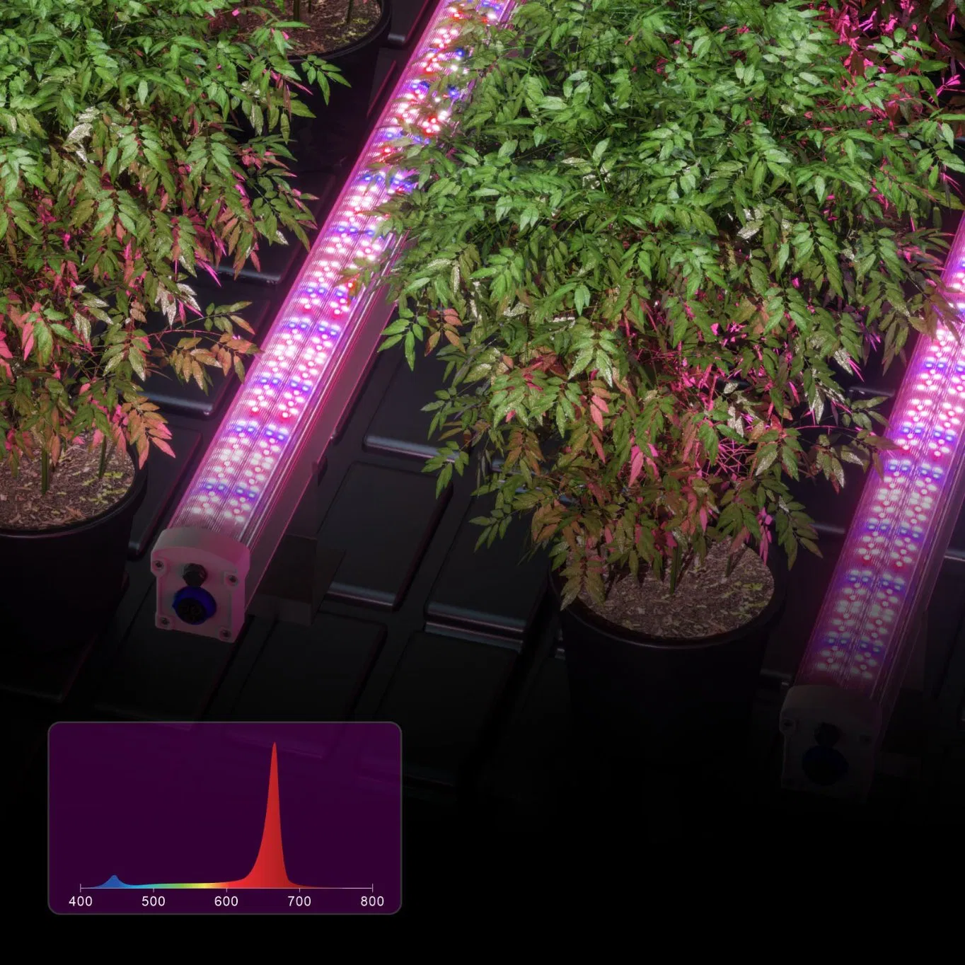Tp 15W Luz LED de Espectro Completo para Plantas T5 Tubo de Luz para Suculentas para Uso Doméstico para Luz de Crescimento