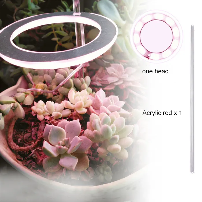 Uso Interno Plantas