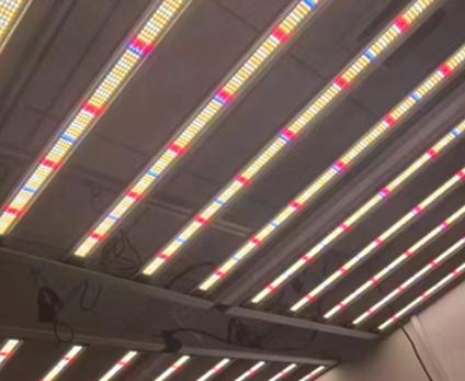 Luz de Cultivo Samsung Lm301h Comercial 600W Regulável de Espectro Completo LED para Cultivo de Plantas em Ambientes Internos