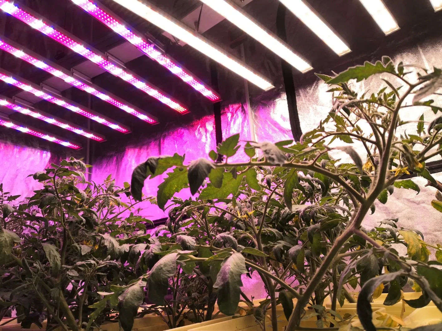 Novo Design de Luz de Cultivo LED de Espectro Completo 400W/600W/800W/1000W para Agricultura Vertical
