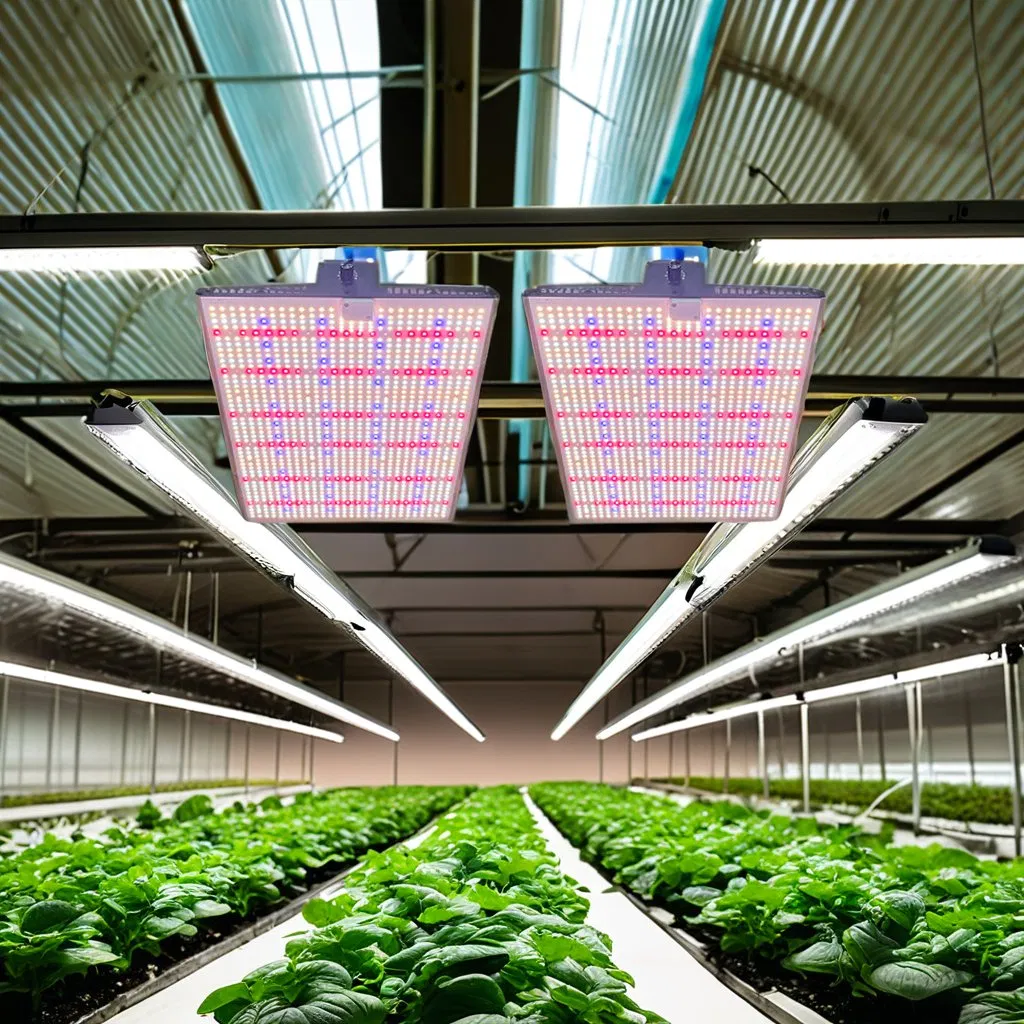 Luz de Crescimento de Plantas para Fabricante Uso em Estufa Jardinagem Lâmpada de Crescimento de Plantas LED de Espectro Completo 600W Luz de Crescimento de Plantas LED para Interior