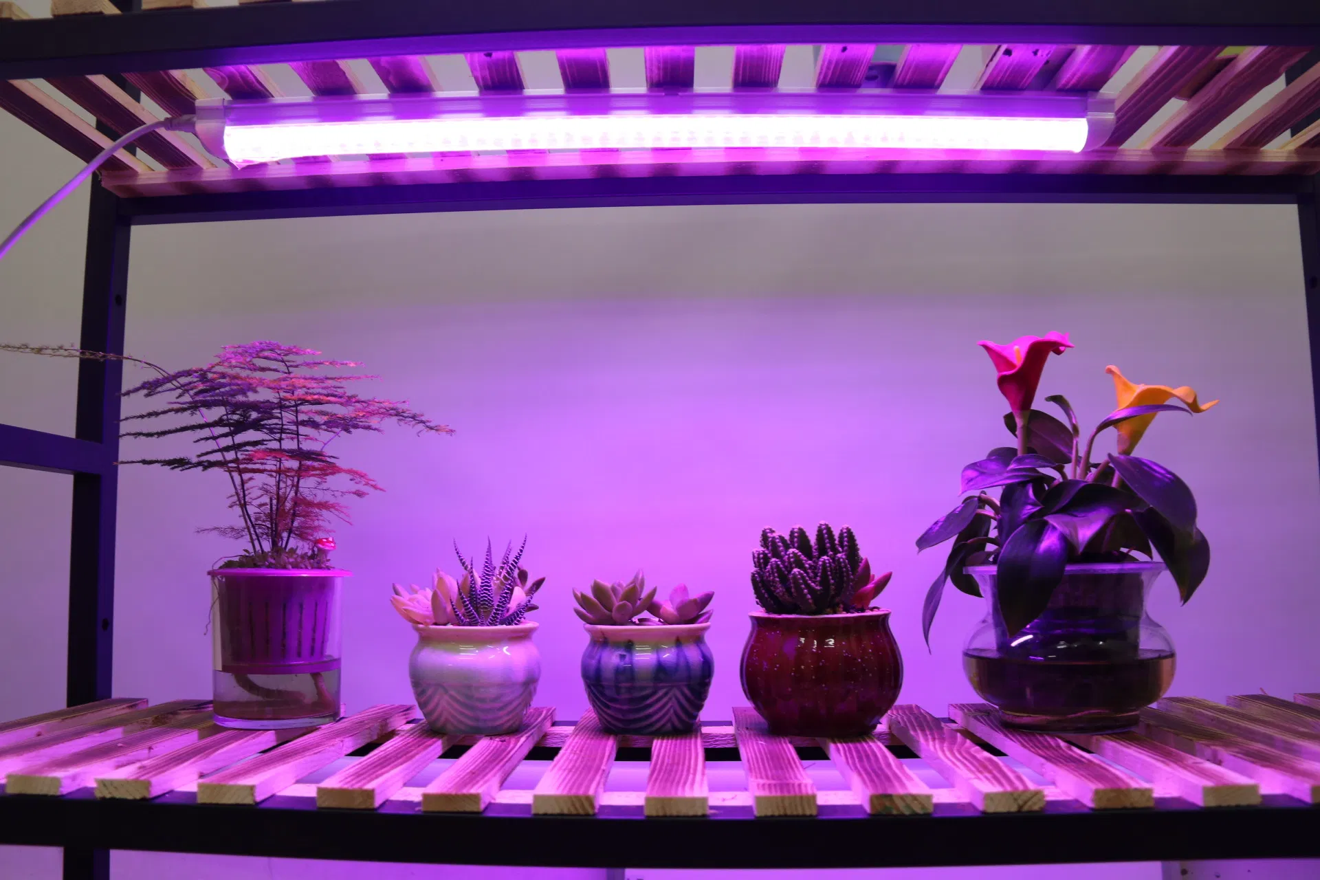 T5 T8 Lâmpada de Cultivo de Plantas Suculentas e Vegetais com LED Integrado